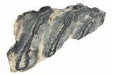 Mammoth Molar Slice With Case - South Carolina #99529-2